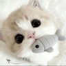 软笨欣's profile picture