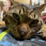 キジねこさん profil fotoğrafı