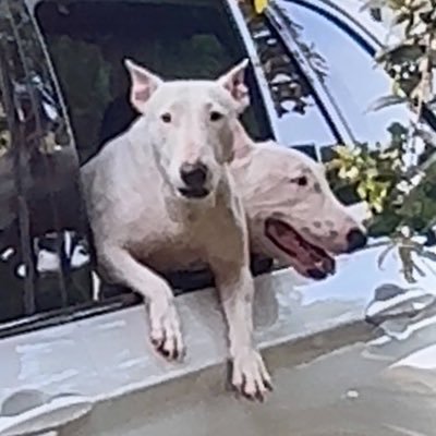 landbourainier's profile picture