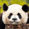 Profilbild von Bond, Panda Bond