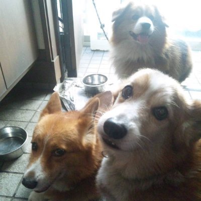 サスケ(フラッフィーコーギー)'s profile picture