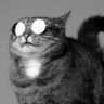 Profilbild von Jarrodd Chunkly