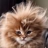 Bad Hair Day's profile picture