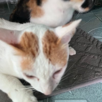 niw843839192001's profile picture