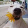 Cin profil fotoğrafı