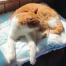 鱼子酱's profile picture