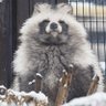 Tanuki's profile picture