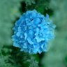 ボニー's profile picture