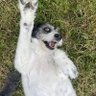 Jane 🏴🐶🇬🇷🇮🇱🎗🐾 🩵🐬🐳🐙🐋🐘's profile picture