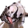 XinnedTTV's profile picture