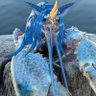 Solid Dragon profil fotoğrafı