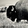 General Sherman's profile picture