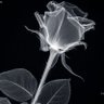 Фото профиля lumber