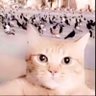 H Juhani's profile picture