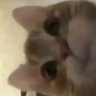 Profilbild von Hubertussy