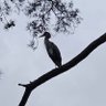 thegreyheron profil fotoğrafı