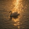 CHEERY 🦢's profile picture