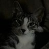 kediseveniceteaiçen profil fotoğrafı