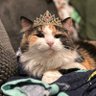 Hashycat 的头像