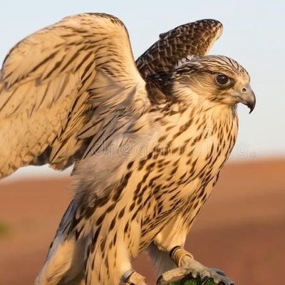 DrAlsadi6's profile picture