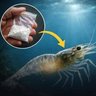 Фото профиля Cocaine Shrimp