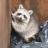 Foamy Crash Panda's profile picture