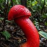 Hongo Rojo ๐๐ฆ๐ profil fotoฤrafฤฑ