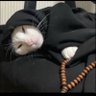 Profilbild von Djibril-Sow๐ฅท๐พ๐ก๏ธ๐ธ๐ณ