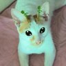 #1 cat lover 的头像