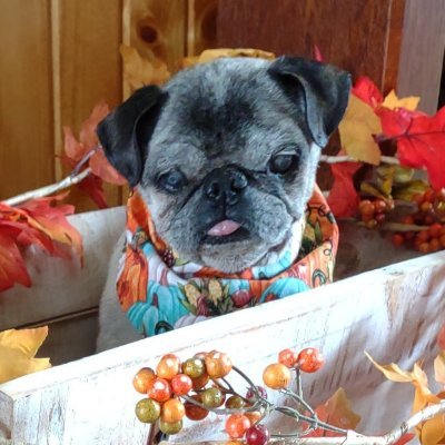mommasboymushu's profile picture