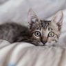 catss's profile picture