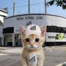 gato santista 的头像