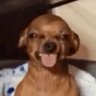 Profilbild von Bibbidi bop