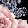 Nissanrose 🌷's profile picture