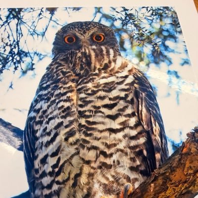 Sally McManus's profile picture