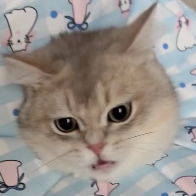 kinoco_lee's profile picture