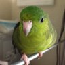 おきしま profil fotoğrafı