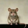 Profilbild von Warder