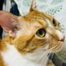 ひかる子(ええい、ままよッ!)'s profile picture