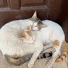 Фото профиля Cat Lover 😽