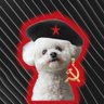 Perradorable - Gobierno dimisión 的头像