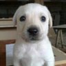 canabidinilson de oliveira's profile picture