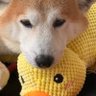 あーちゃん profil fotoğrafı