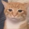 bunga's profile picture
