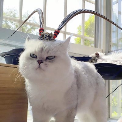 sasalice_7's profile picture