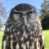 Фото профиля 🦉🐺¤ ATA YOLUNDA ﺦ🇹🇷͜͡͡✯