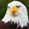 Faris alotaibi profil fotoğrafı
