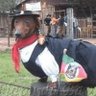 eu indo peitos's profile picture