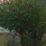 zoran profil fotoğrafı