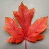 Profilbild von WMLT🇨🇦